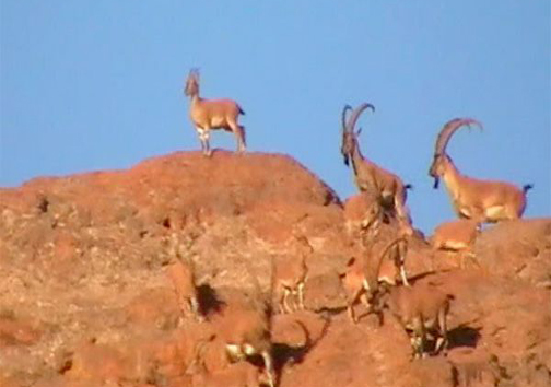 صحنه های بی نظیر شکار پلنگ