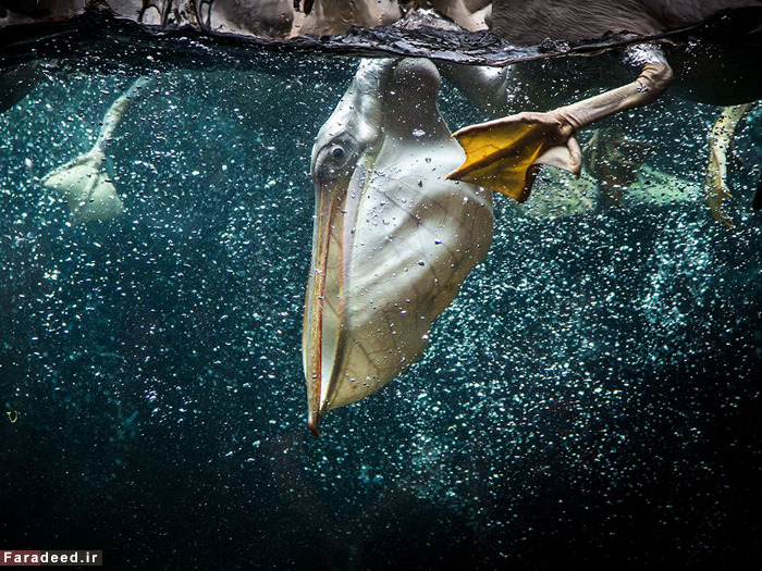 (تصاویر) عجیب و دیدنی از دنیای حیوانات