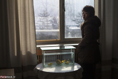 آکواریوم ماهی و یک زن ایستاده کنار پنجره در اداره ای در پیونگ یانگ