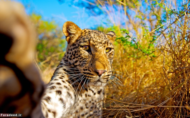 سلفی یوزپلنگ/عکس