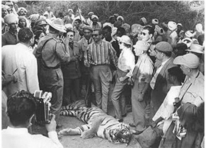 عکس/ شکار ببر بنگال تفریح محمدرضا پهلوی