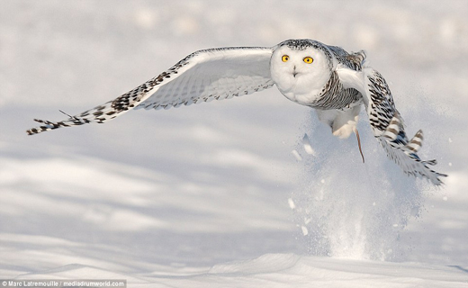 لحظه زیبای شکار جغد برفی+ تصاویر