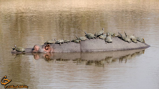 تاکسی از نوع اسب آبی/عکس