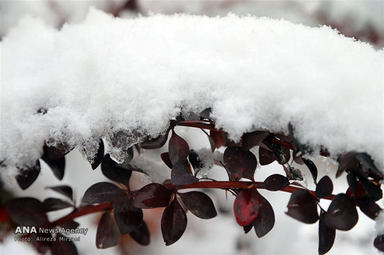 عکس: بارش برف در ارتفاعات تهران