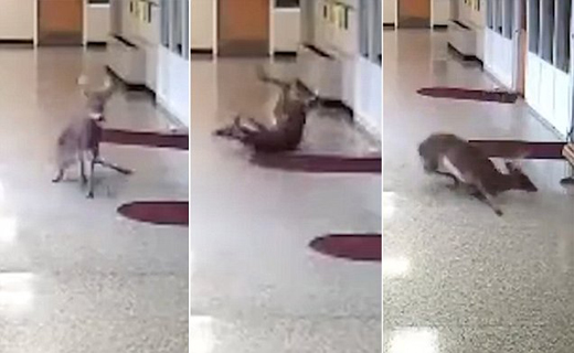 آهوی دردسر ساز در مدرسه+ تصاویر