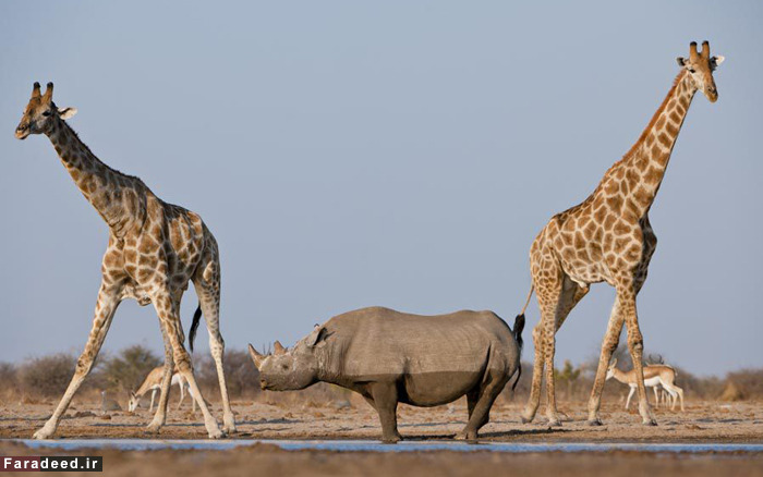 (تصاویر) عجیب و دیدنی از دنیای حیوانات