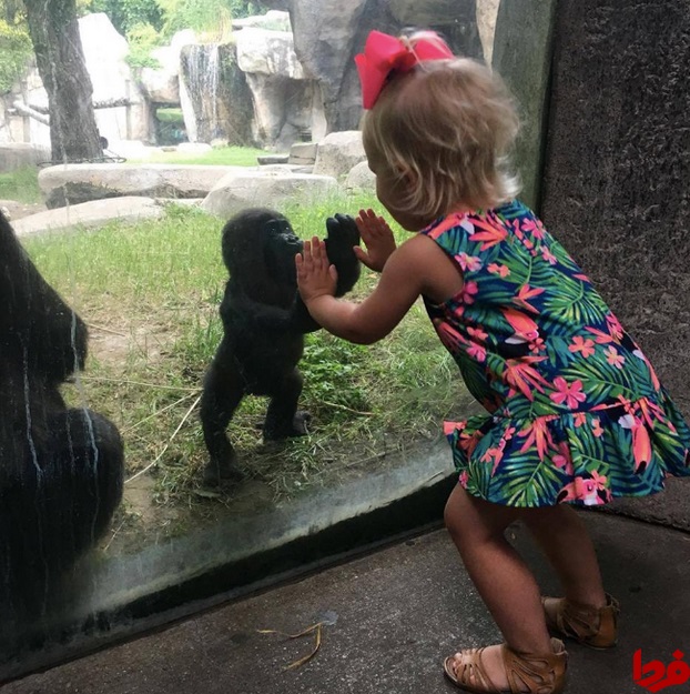 احساسات مشترک یک دختربچه با بچه گوریل!/ عکس