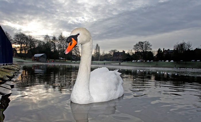 تصاویر/ یک روز برفی در انگلیس